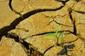 Arid cracked land and Dry cracked land Green shoot, new life,new hope,heal the world Royalty Free Stock Photo