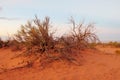 Arid desert bush Royalty Free Stock Photo