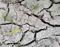 Arid dry soil soil cracked with large cracks due to drought in the field gray burst Royalty Free Stock Photo
