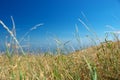 Arid grass Royalty Free Stock Photo