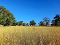Arid grassy Coonawarra field Royalty Free Stock Photo