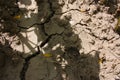 Arid ground cracked and split by the heat and dried Royalty Free Stock Photo