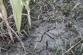 Arid land cracked by drought, lack of precipitation and rain