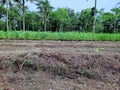 arid land with dry grass and cassava trees around it