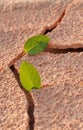 On an arid land leaf Royalty Free Stock Photo