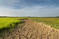 The arid land at paddy field. Royalty Free Stock Photo