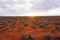 Arid Lands, Roxy Downs, outback South Australia