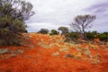 Arid Lands, Roxy Downs, outback South Australia