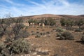 Arid landscape with abandoned shearing shed and quarters in distance