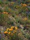 The arid landscape of the Arizona desert show spring colors with wild flowers. Royalty Free Stock Photo