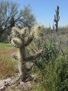 The arid landscape of the Arizona desert show spring colors with wild flowers. Royalty Free Stock Photo