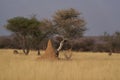 Arid landscape of central Namibia Royalty Free Stock Photo