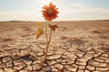 Arid landscape from drought and a flower that dries up, generated by AI