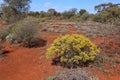 Arid landscape of the Western Australian goldfields in spring Karlkurla bushland park, Kalgoorlie