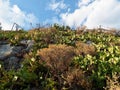 Arid Nature on Greek Hillside