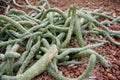 Arid plants - ASTERACEAE , Senecio pendulus (Forssk.) Sch. Bip. Royalty Free Stock Photo