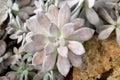 Arid plants - CACTACEAE , Echeveria sp.