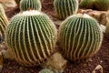 Arid plants - CACTACEAE , Echinocactus grusonnii Hildm Royalty Free Stock Photo