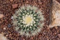 Arid plants - CACTACEAE , Echinocactus grusonnii Hildm Royalty Free Stock Photo