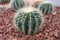 Arid plants - CACTACEAE , Echinocactus grusonnii Hildm Royalty Free Stock Photo