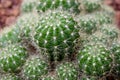 Arid plants - CACTACEAE , Echinopsis calochlora Royalty Free Stock Photo