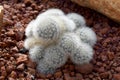 Arid plants - CACTACEAE , Mammillaria plumosa Royalty Free Stock Photo