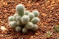 Arid plants - CACTACEAE