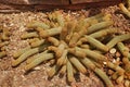 Ladyfinger Cactus, gold lace cactus Mammillaria elongata DC. . Arid plants. Royalty Free Stock Photo