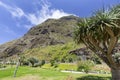 Arid plants in Sao Vicente