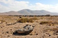 Arid region with rounded mountains on the background panoramic view on Furteventura Island