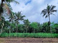 arid rice fields with corn and coconut trees Royalty Free Stock Photo