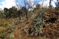 Arid Rocky Hill with Cactus Royalty Free Stock Photo