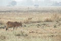 Arid scenery of rice fields in Asian country, The effects of climate change, global warming, causing drought, food shortages