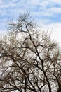 arid tree branches Royalty Free Stock Photo