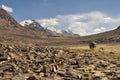 Arid valley in Tajikistan Royalty Free Stock Photo