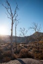 Arid vegetation landscape im Winter in the Tabernas desert Almeria