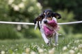 Ariegeois dog with a pink pillow on grass with clover blossoms.