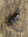 Large Single Cockroach Crawling on Log