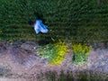 Drone shot of a man collecting grass for livestock