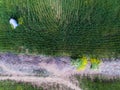 Drone shot of a man collecting grass for livestock