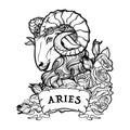 Aries isolated on white background. Royalty Free Stock Photo