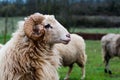 Aries profile view Royalty Free Stock Photo