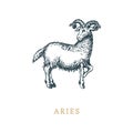 Aries zodiac symbol, hand drawn in engraving style. Vector graphic retro illustration of astrological sign Ram. Royalty Free Stock Photo