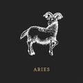 Aries zodiac symbol, hand drawn in engraving style. Vector graphic retro illustration of astrological sign Ram. Royalty Free Stock Photo