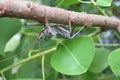 Arilus Cristatus bug on branch, closeup Royalty Free Stock Photo