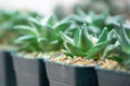 Ariocarpus cactus in pot