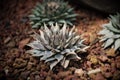 Ariocarpus sp., Cactus in garden has a brown stone around, Cacti, Cactaceae, Succulent, Tree, Drought tolerant plant.