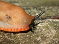 Arion ater Slug 01 Royalty Free Stock Photo