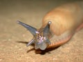 Arion ater Slug 02 Royalty Free Stock Photo