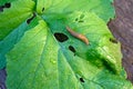 Brown slug on a green wet radish leaf top view